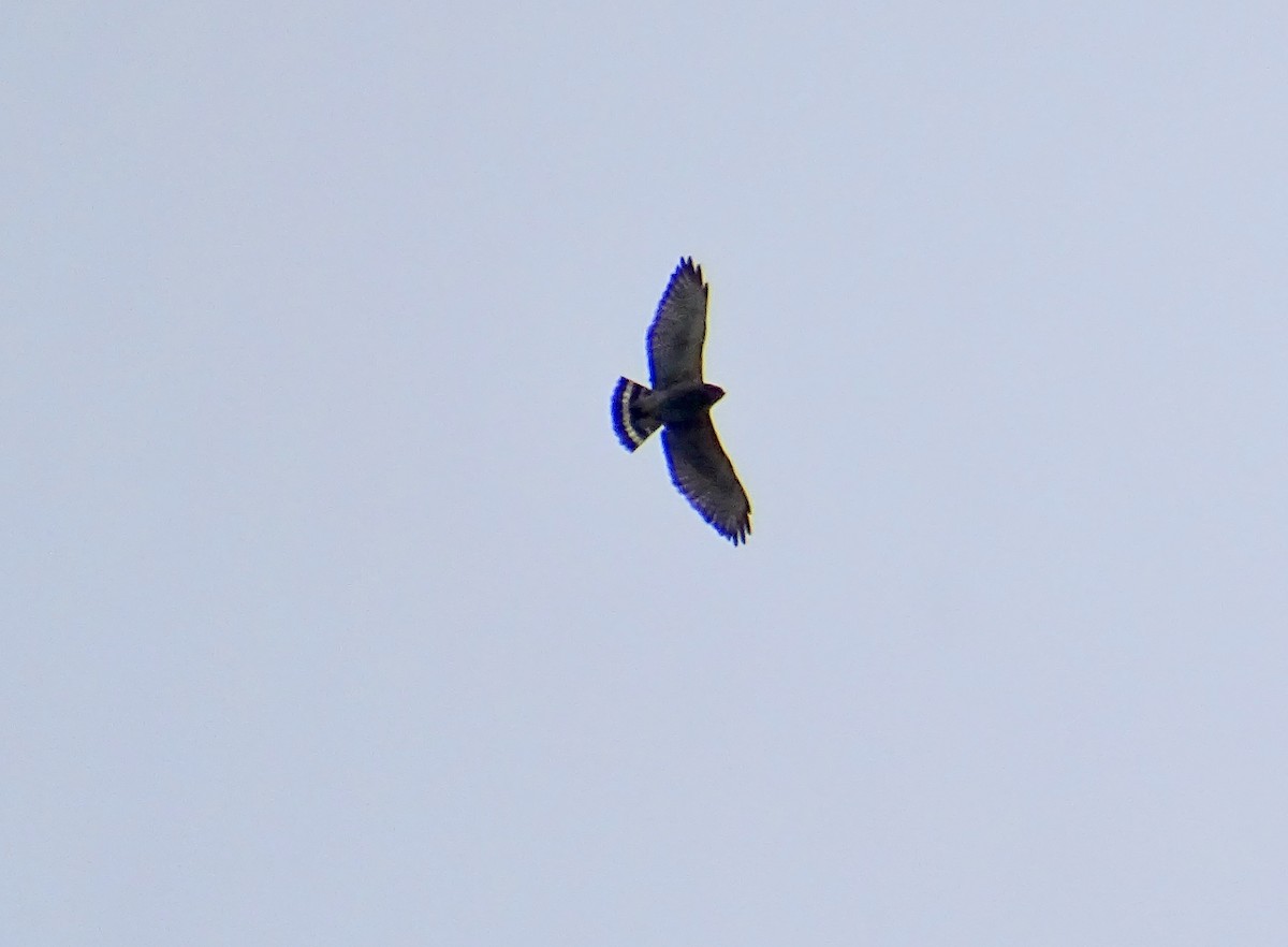 Broad-winged Hawk - ML330823371
