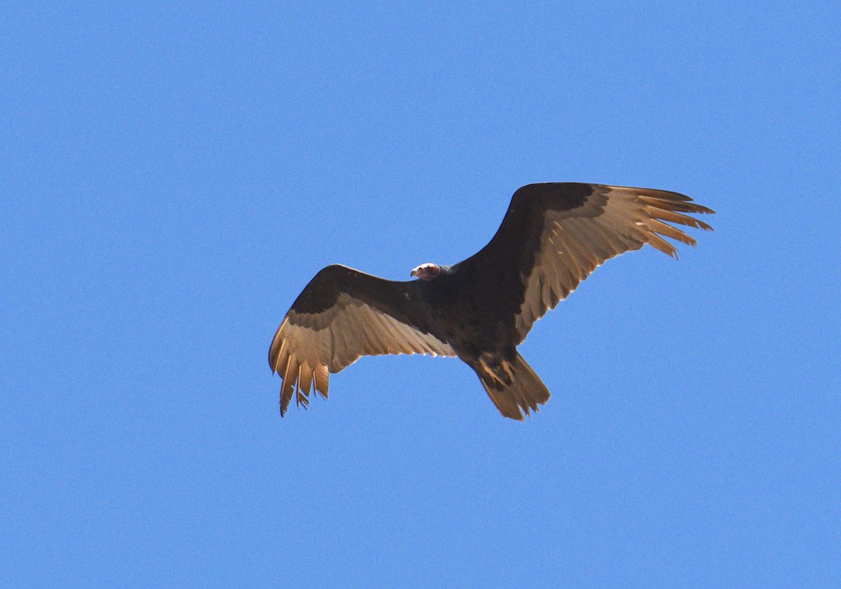 Turkey Vulture - ML330825261
