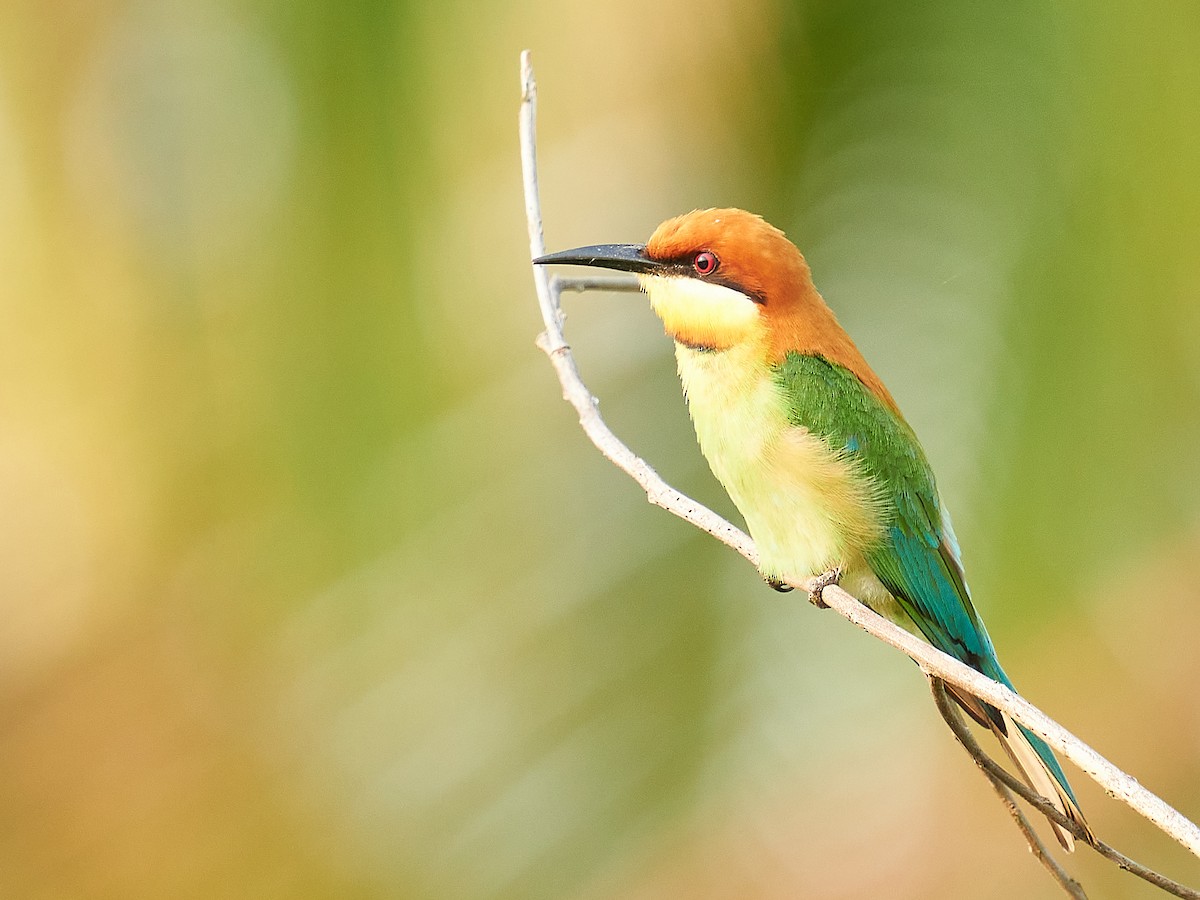 Chestnut-headed Bee-eater - Raghavendra  Pai