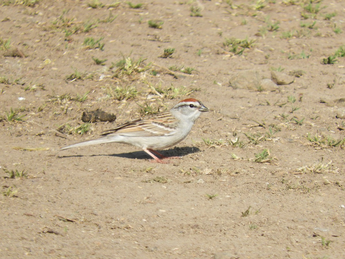 Chipping Sparrow - ML330836601