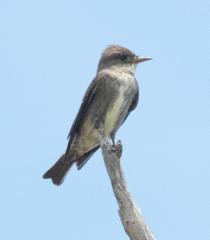 Olive-sided Flycatcher - Michael  Hingerty