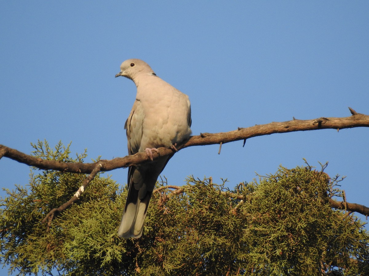 Eurasian Collared-Dove - ML33084011