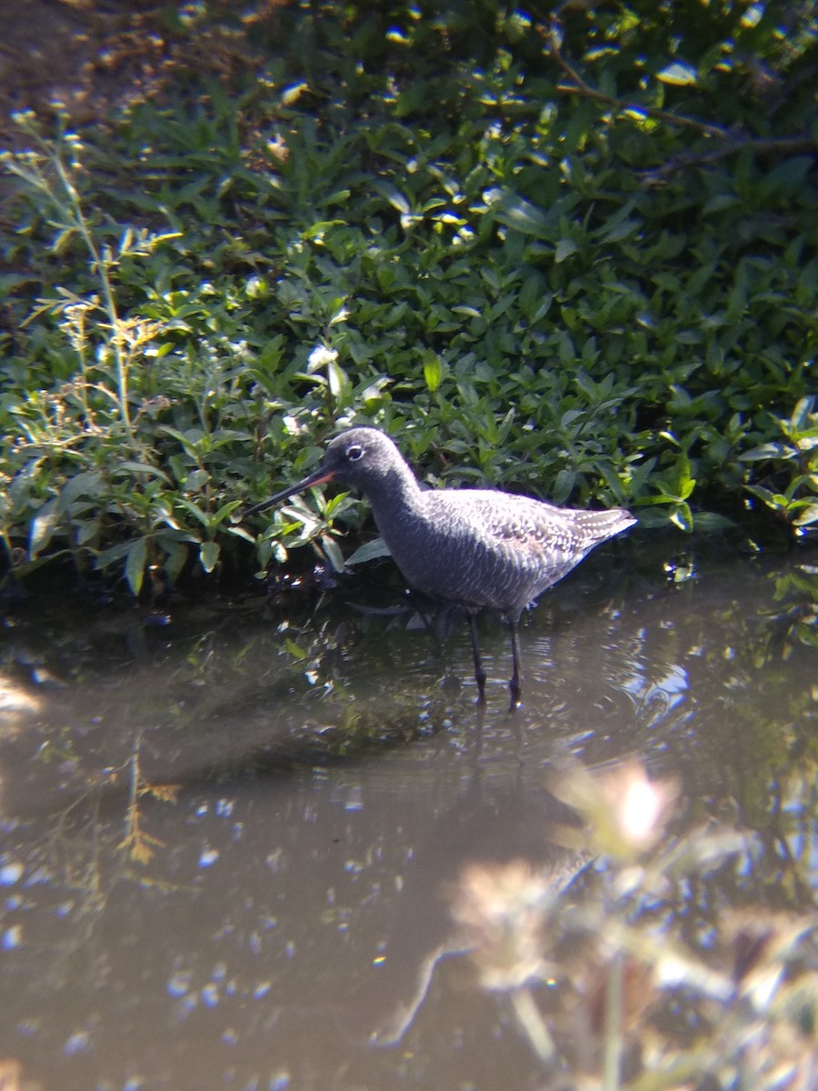 Spotted Redshank - Dipendra Maharshi 🐦