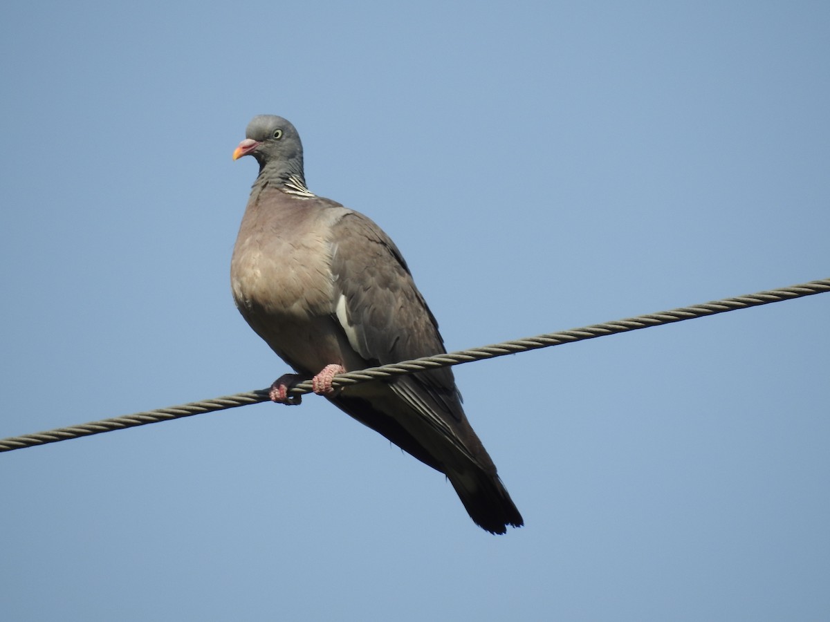 Common Wood-Pigeon - Cos van Wermeskerken