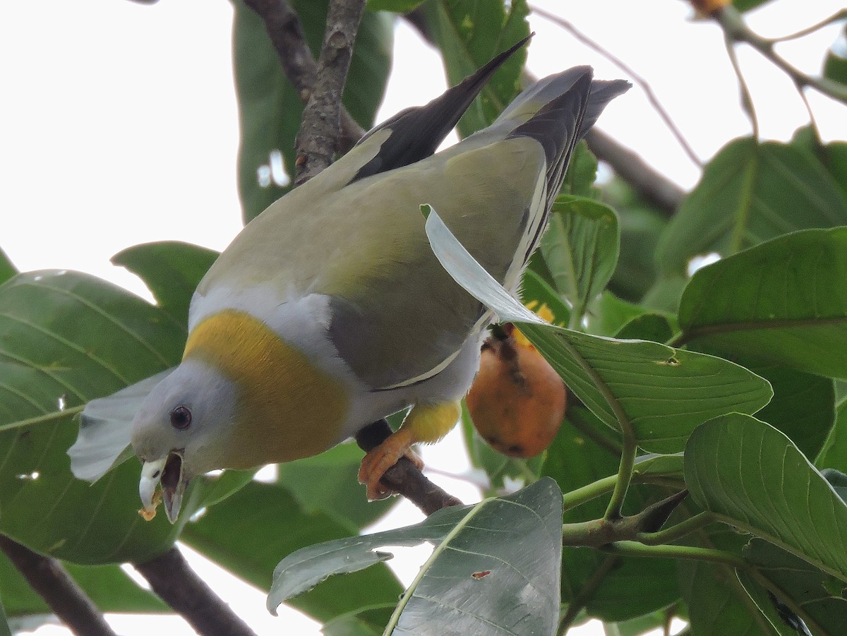 Yellow-footed Green-Pigeon - Subhajit Roy