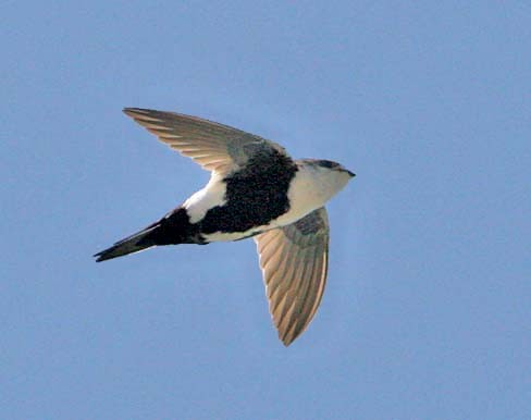 White-throated Swift - ML33085571