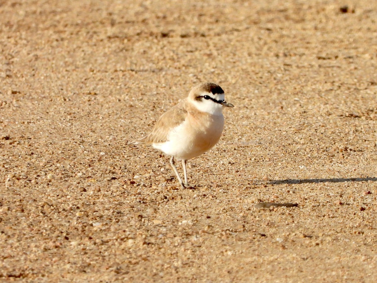 White-fronted Plover - ML330862181
