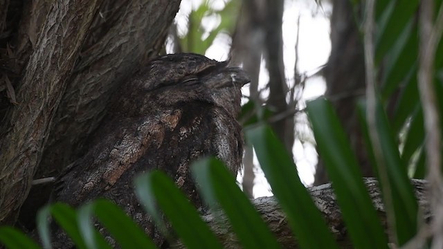 Papuan Frogmouth - ML330866581