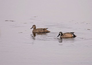 Blue-winged Teal, ML330867961