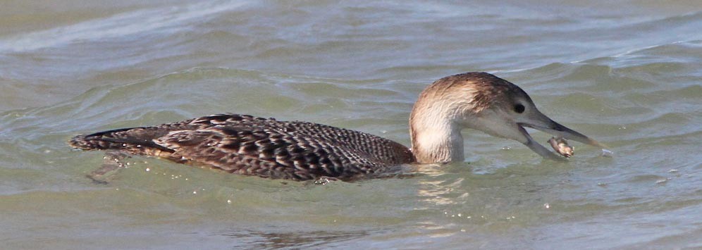 Yellow-billed Loon - Don Roberson