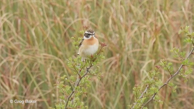 Whinchat - ML330873141