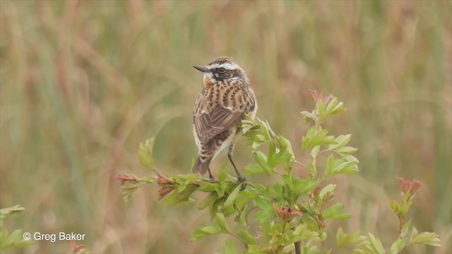 Whinchat - ML330873151
