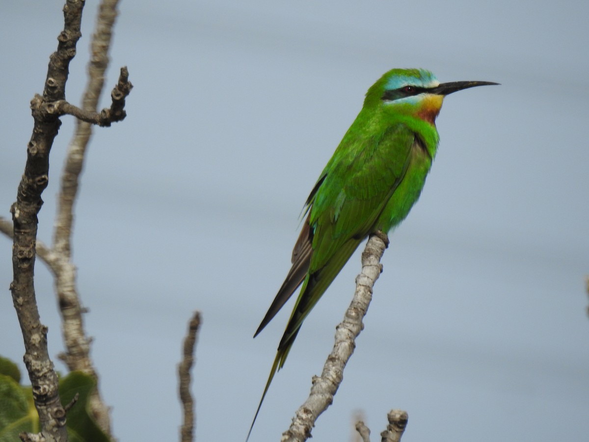 Blue-cheeked Bee-eater - ML330873471