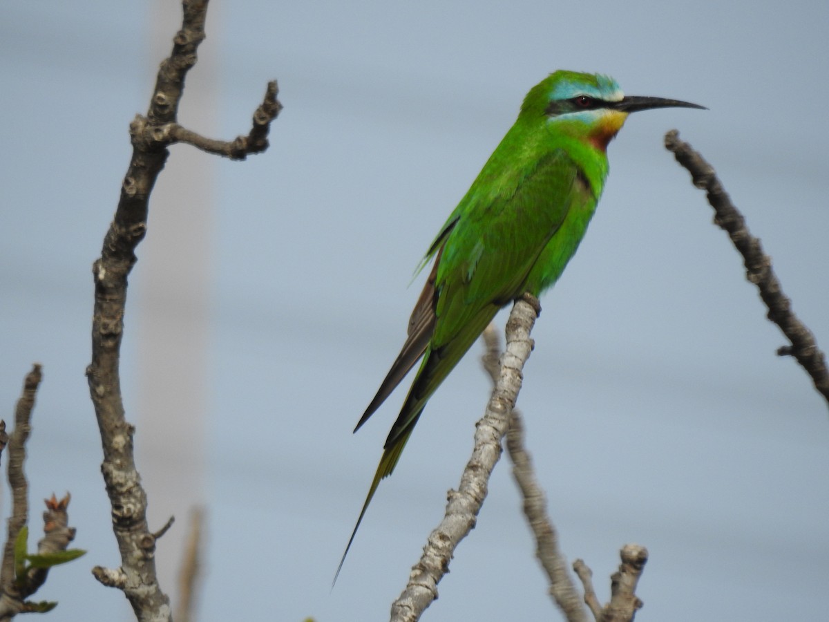 Blue-cheeked Bee-eater - ML330874181