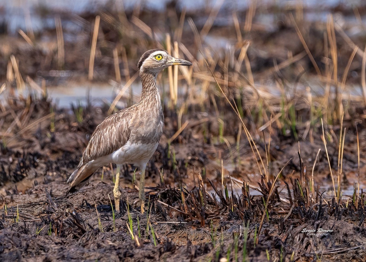 Double-striped Thick-knee - ML330880601