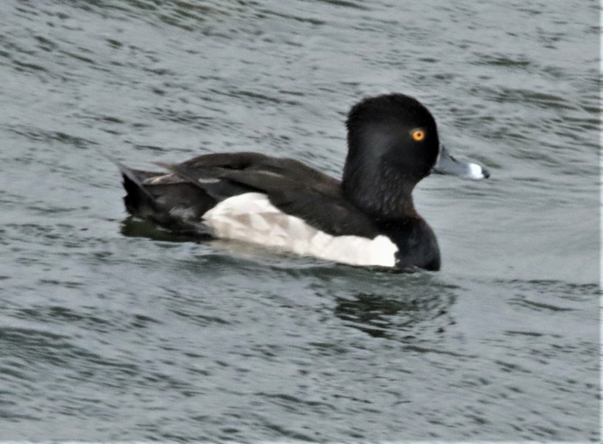 Ring-necked Duck - ML330880641