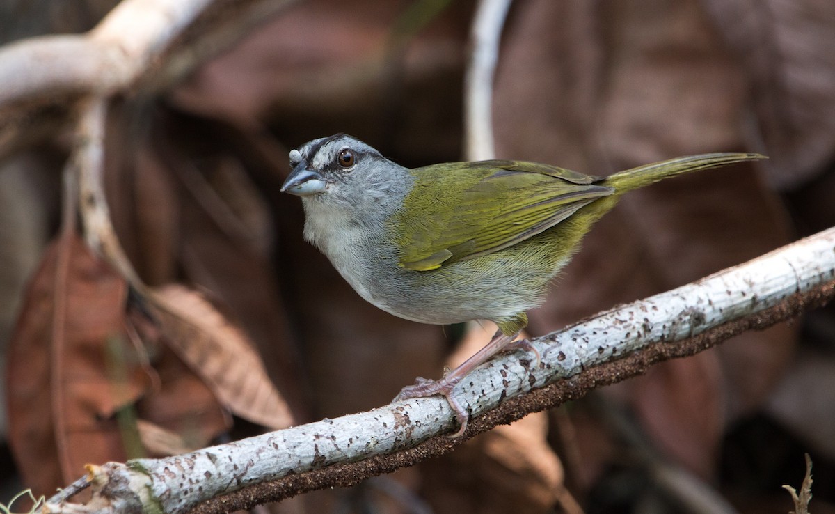 Green-backed Sparrow - ML330881031
