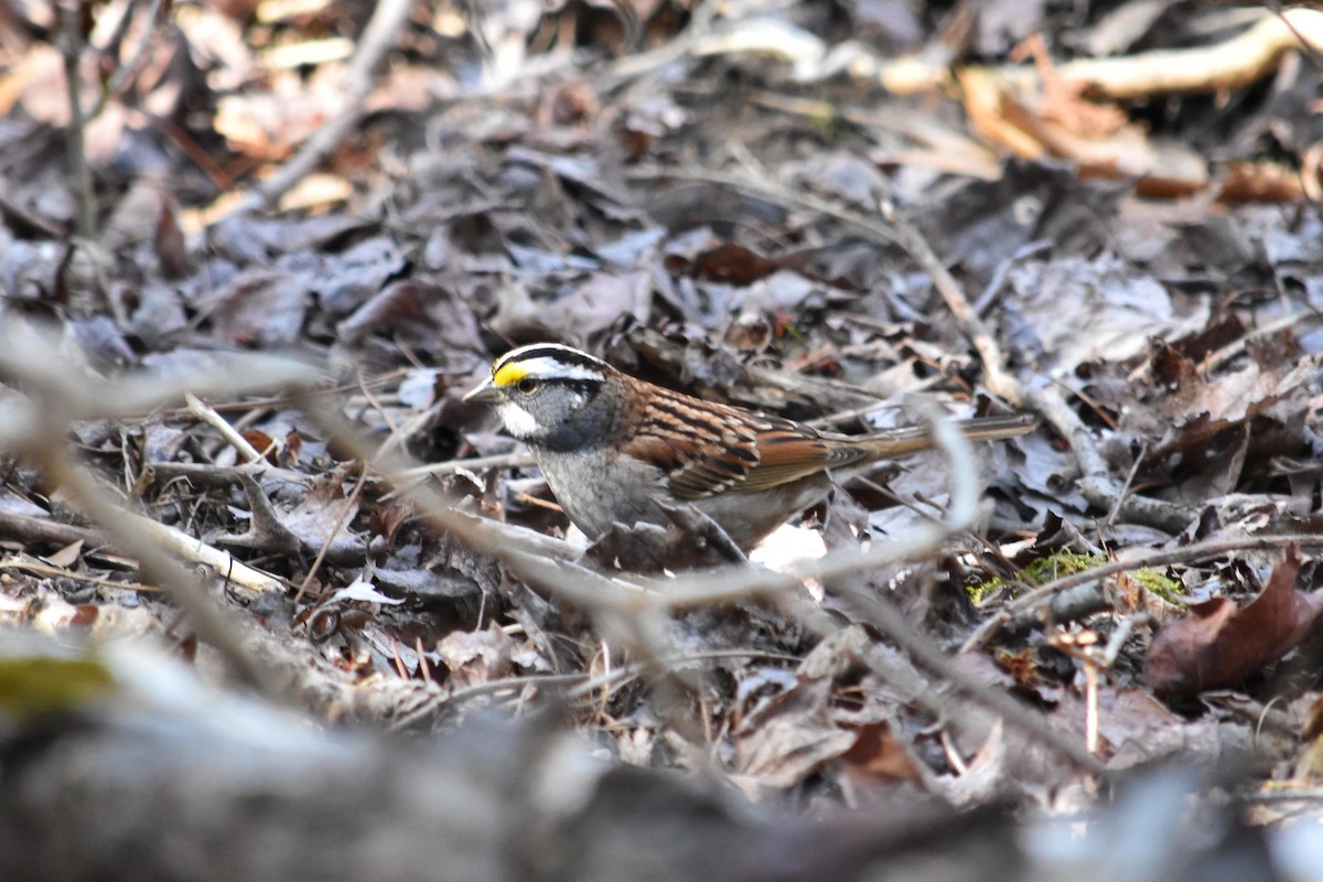 White-throated Sparrow - ML330883231