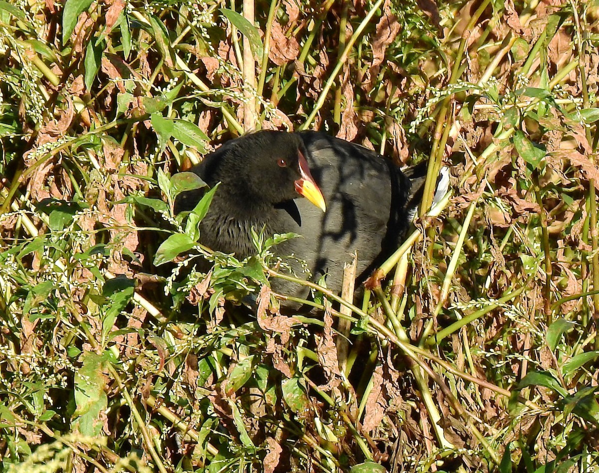 Red-fronted Coot - ML330884371