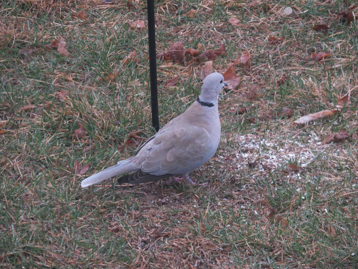 Eurasian Collared-Dove - ML330886321