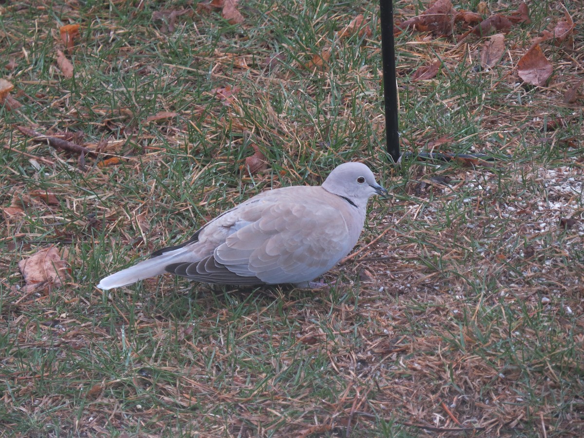 Eurasian Collared-Dove - ML330886331