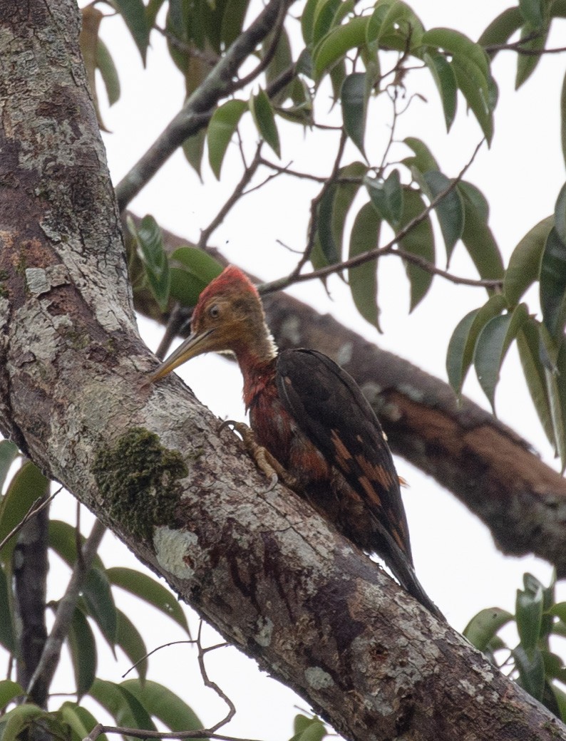 Orange-backed Woodpecker - ML330887111