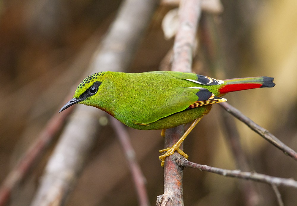Fire-tailed Myzornis - ML330888281