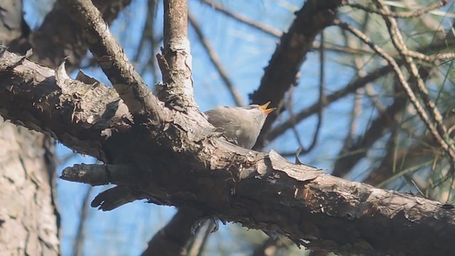 Brown-headed Nuthatch - ML330891761