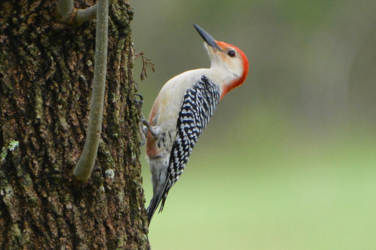 Red-bellied Woodpecker - Barbara A. Peterson