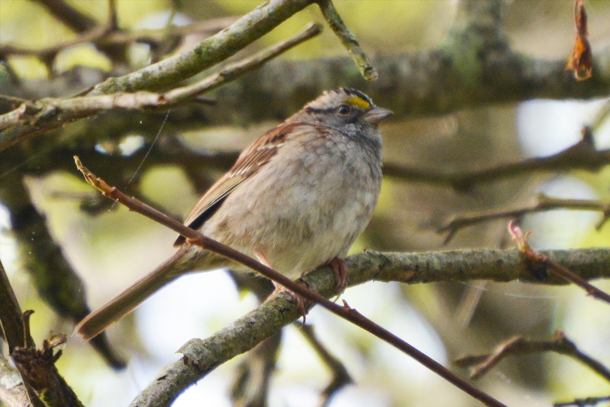 White-throated Sparrow - Barbara A. Peterson