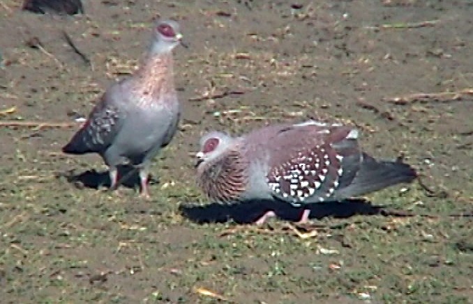 Speckled Pigeon - ML330897161
