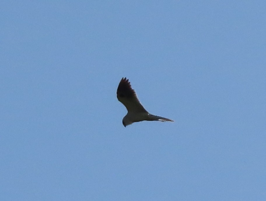 White-tailed Kite - ML330900211