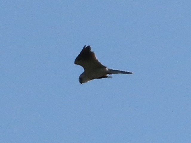 White-tailed Kite - ML330900231