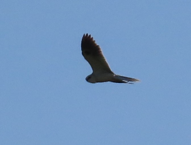 White-tailed Kite - ML330900261