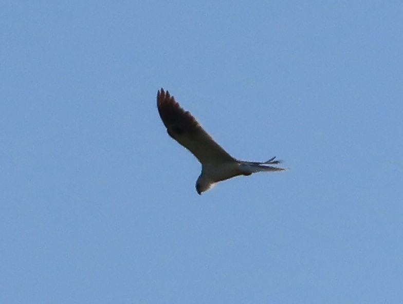 White-tailed Kite - ML330900341