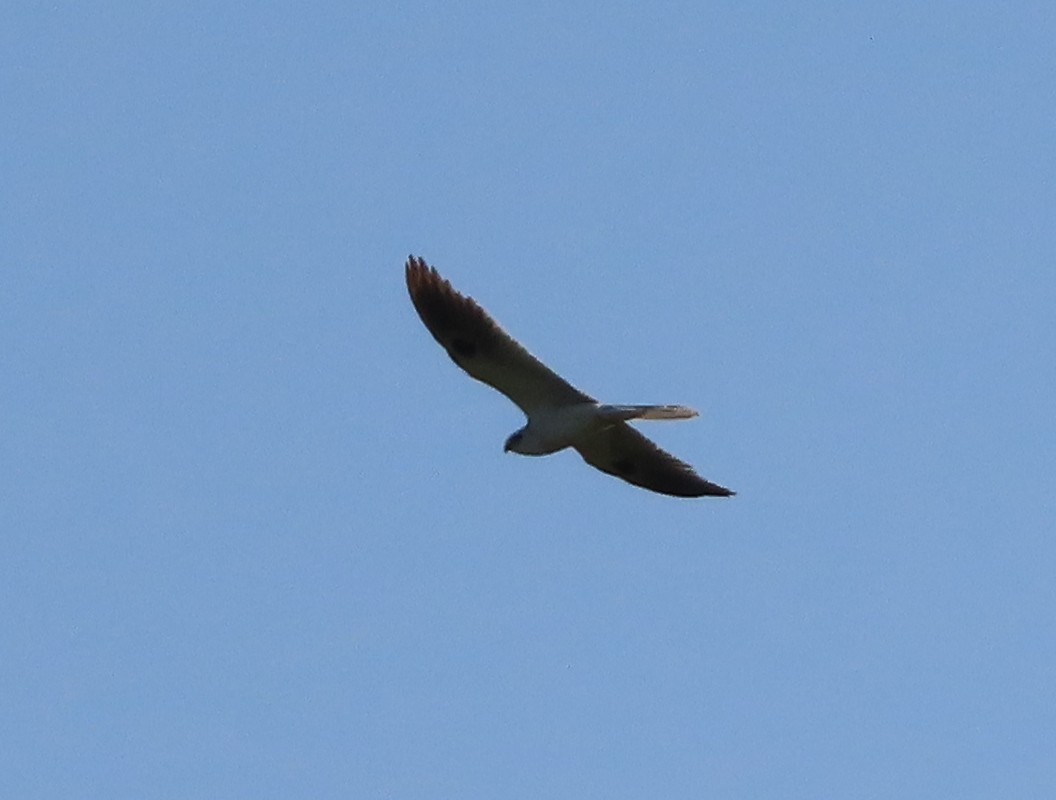 White-tailed Kite - ML330900361