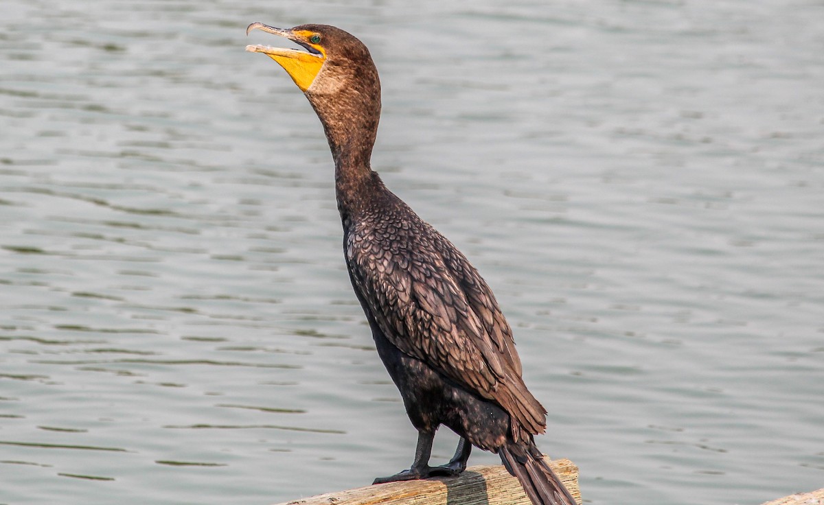Double-crested Cormorant - Denny Yang