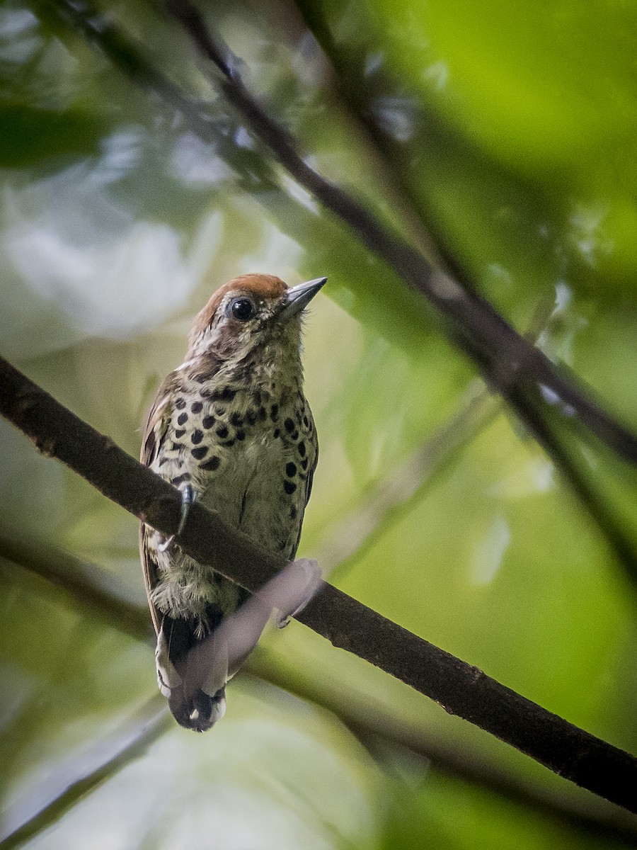 Speckled Piculet - ML33090201