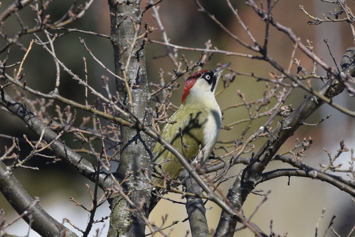 Eurasian Green Woodpecker - julie desrosiers