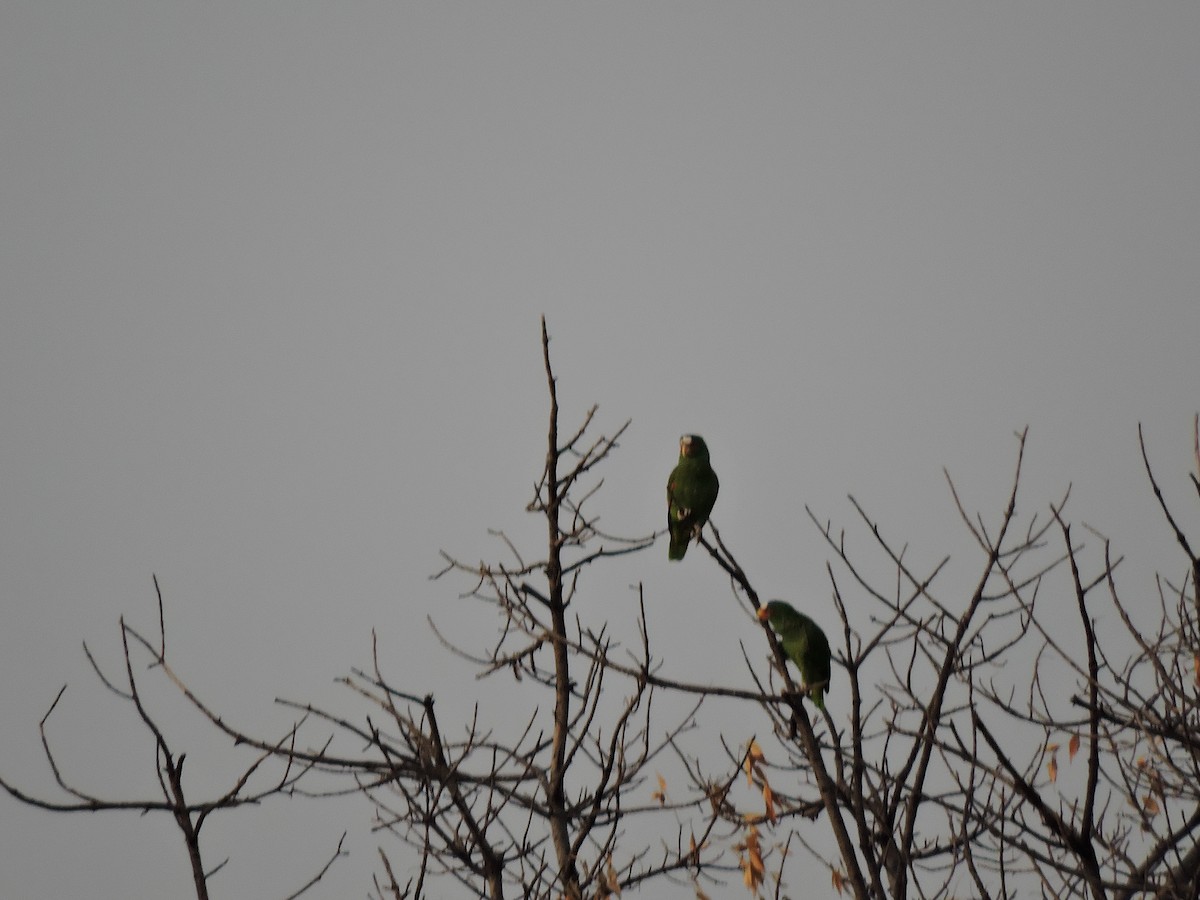 White-fronted Parrot - ML330909571