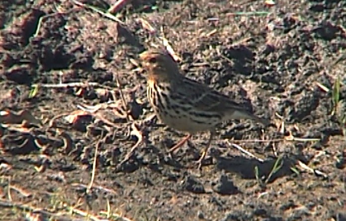 Red-throated Pipit - ML330910201