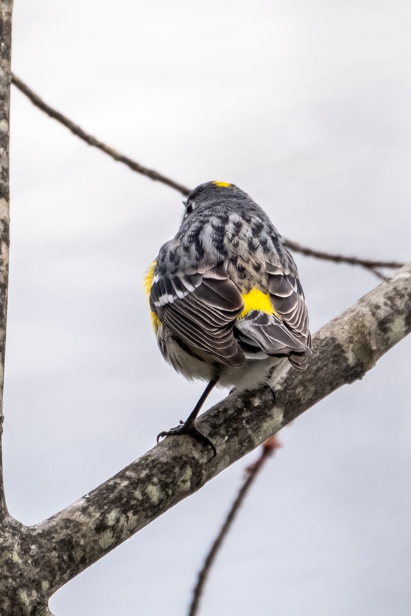 Yellow-rumped Warbler (Myrtle) - ML330910461