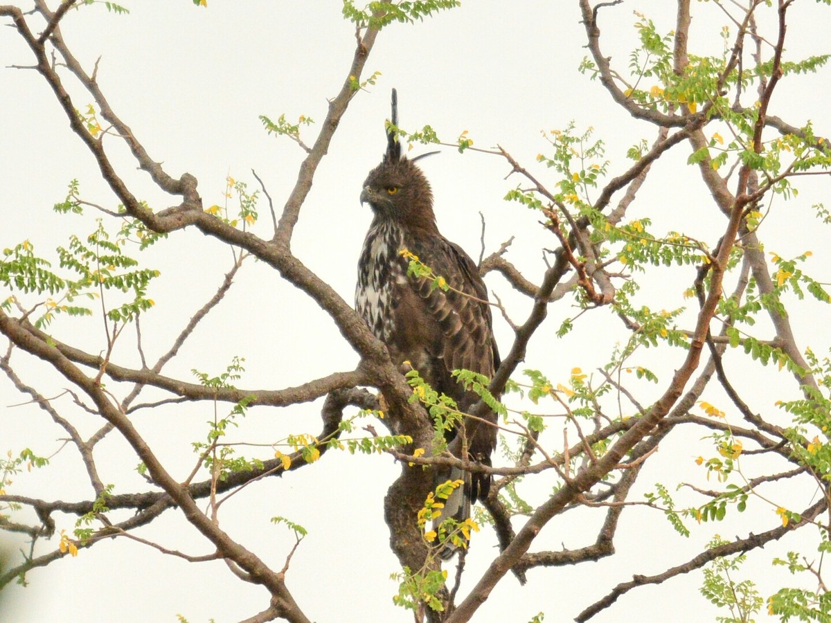 Changeable Hawk-Eagle (Crested) - ML33091151