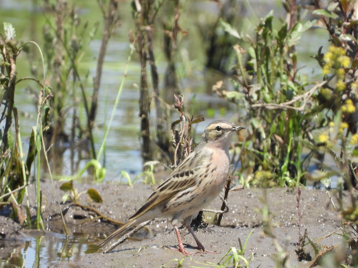 Rosy Pipit - ML330912481