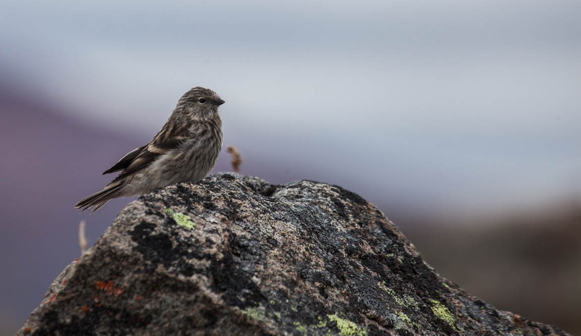 Hoary Redpoll - Clare Kines