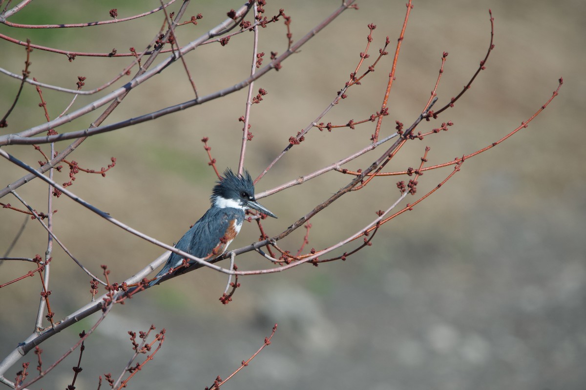 Belted Kingfisher - ML330915511