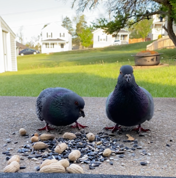 Rock Pigeon (Feral Pigeon) - ML330916361