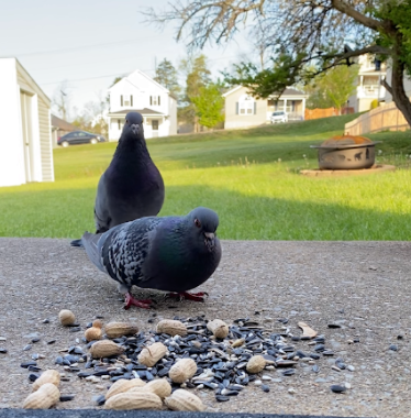 Rock Pigeon (Feral Pigeon) - ML330916381