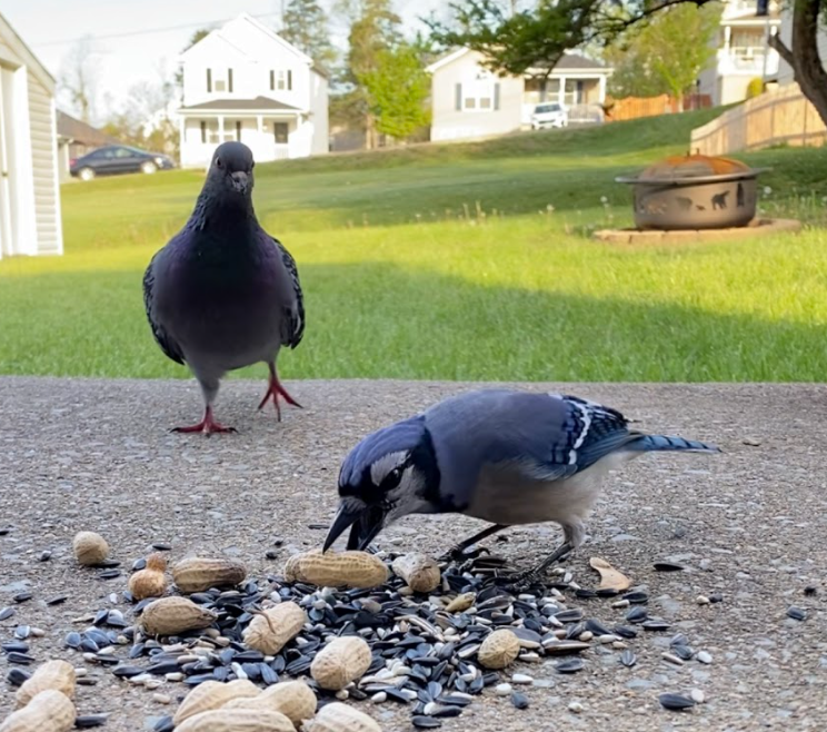Rock Pigeon (Feral Pigeon) - ML330916411
