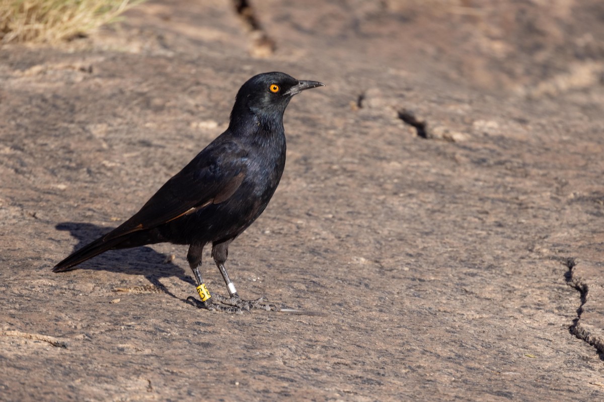 Pale-winged Starling - ML330922251